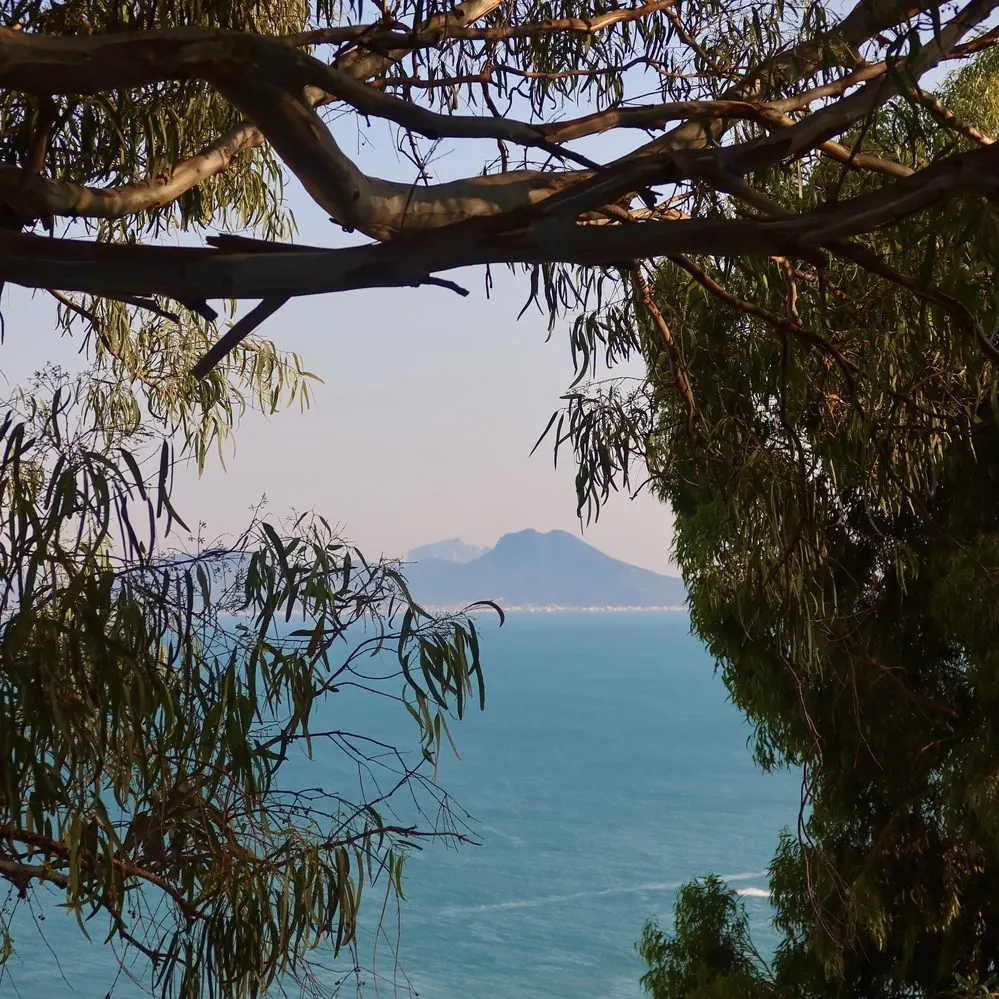 Mediterranean view through trees, Tunisia